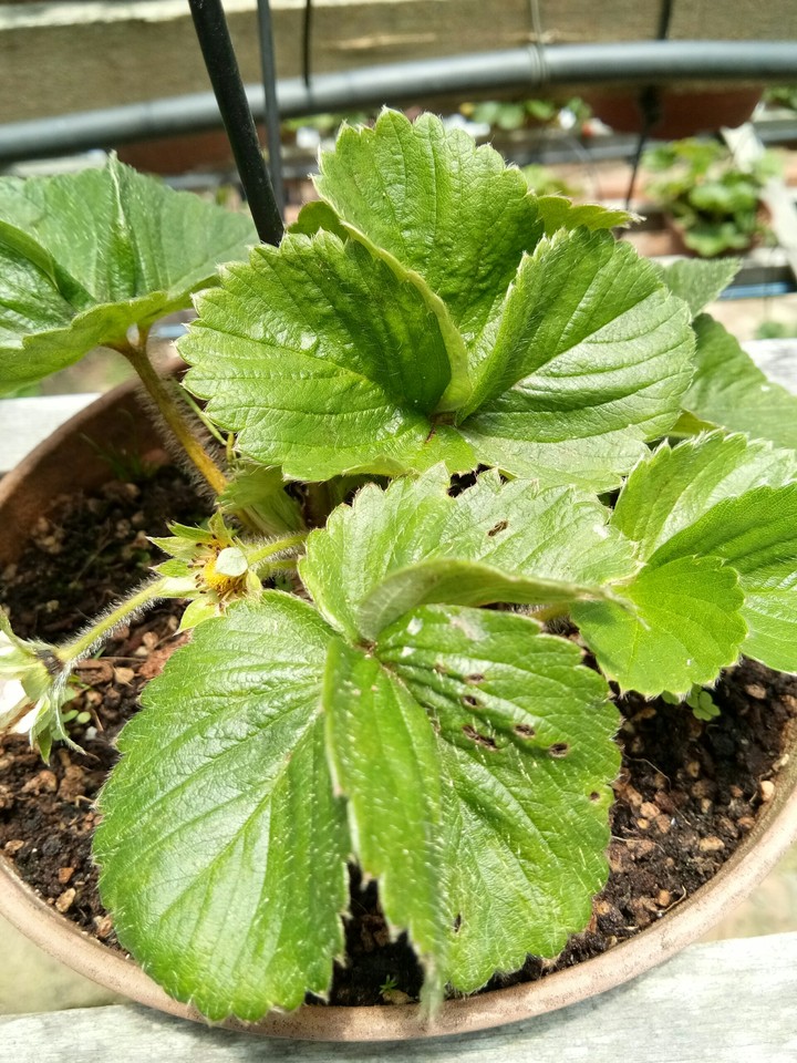 Strawberry