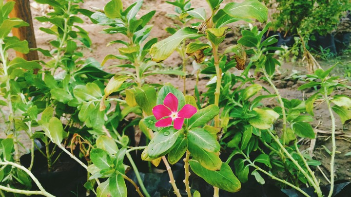 flowers