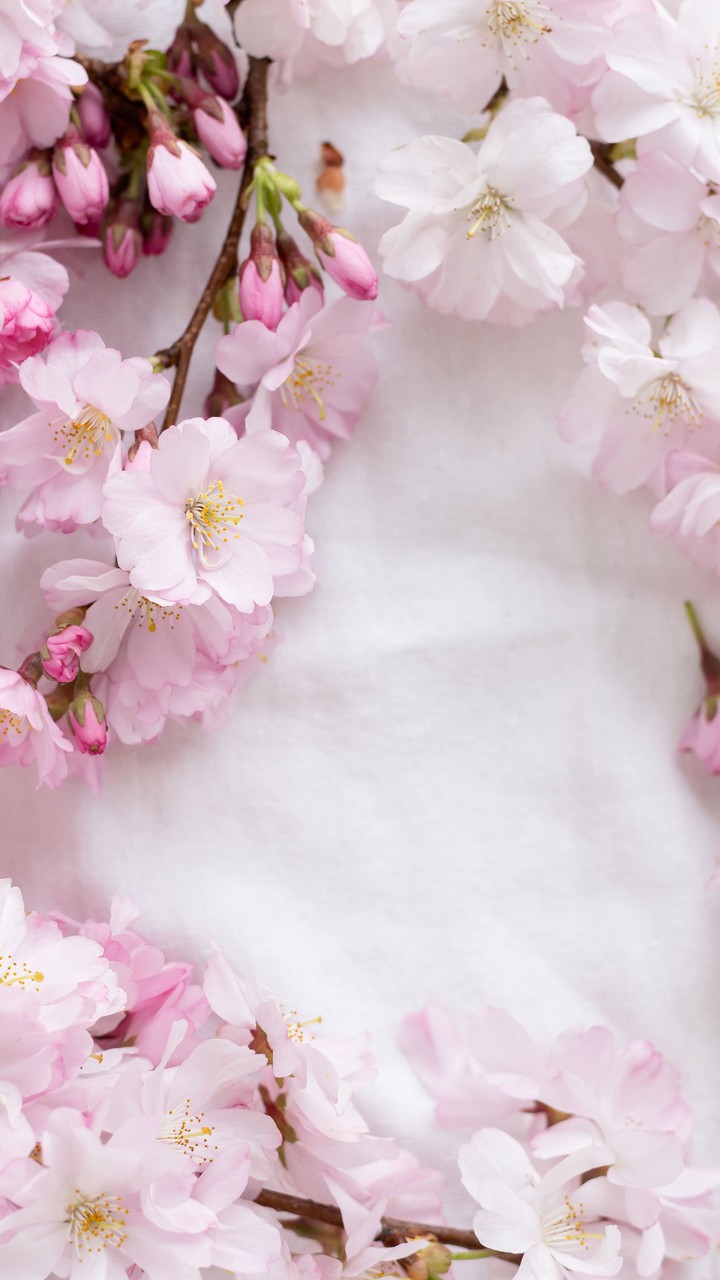 Flower 66
