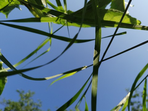 grass green
