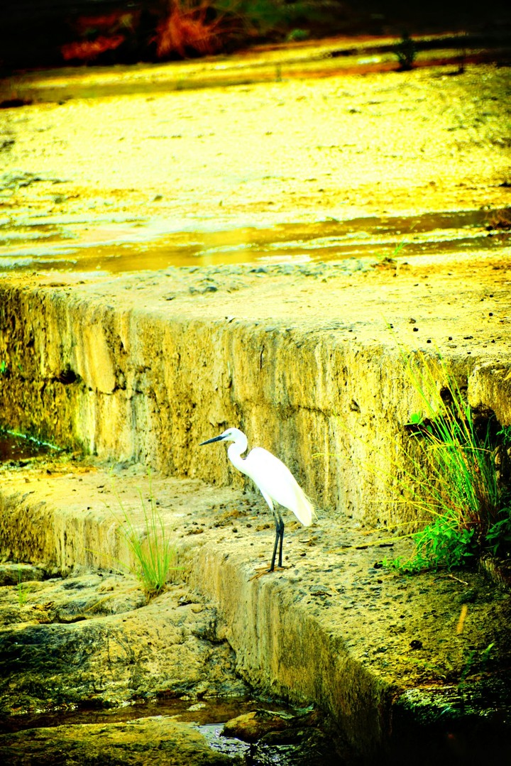 wader