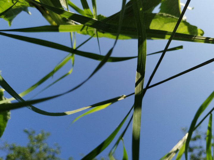 grass green