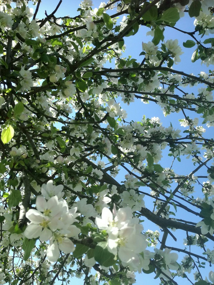 Jabłoń