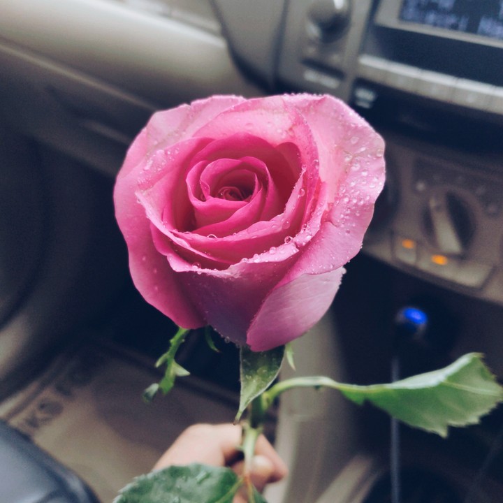 rose