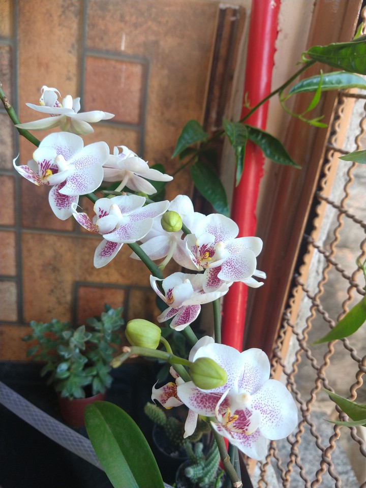 orquídeas