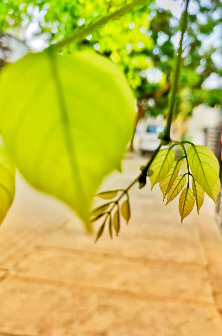 leaves