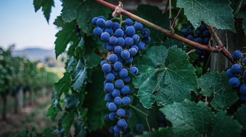 grape, grapes वॉलपेपर