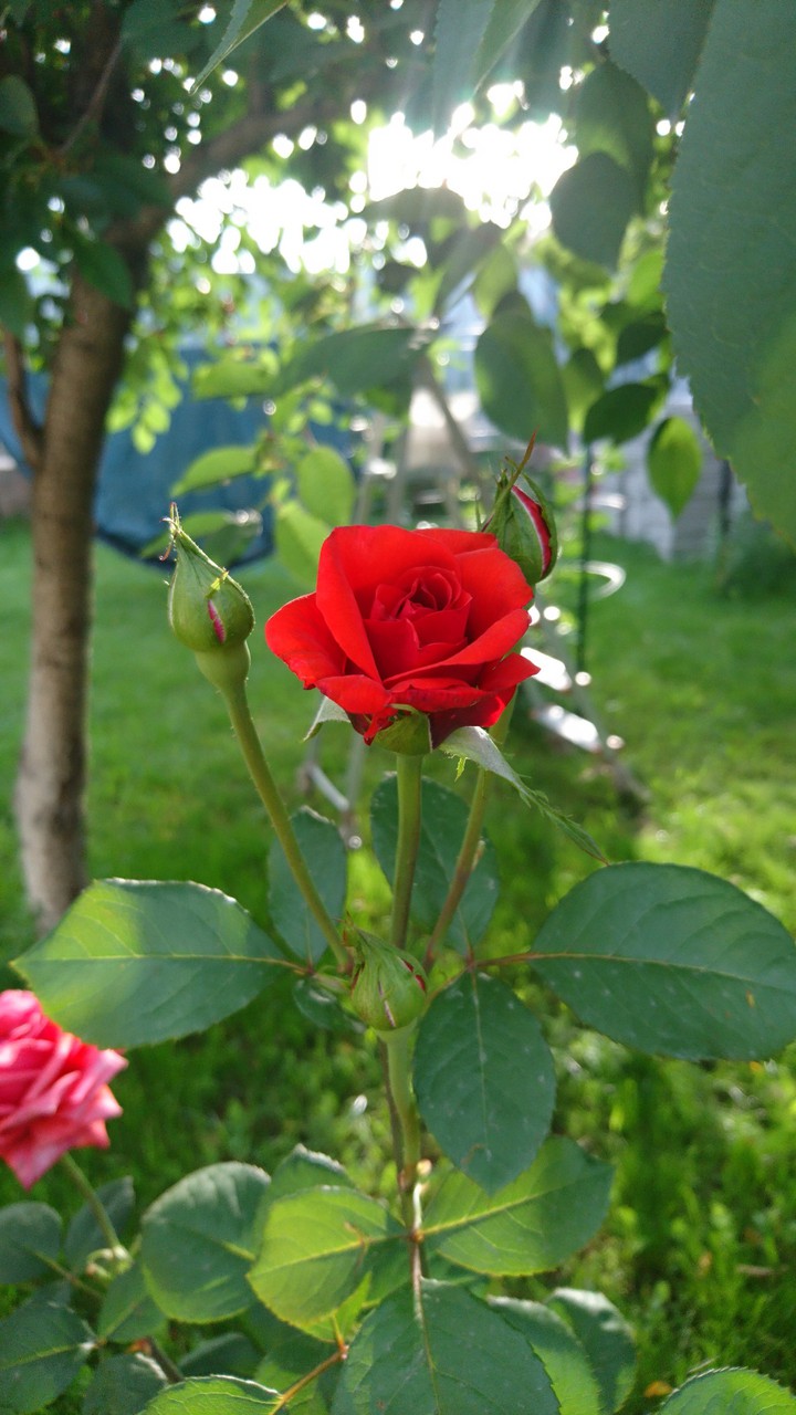 Beautiful rose