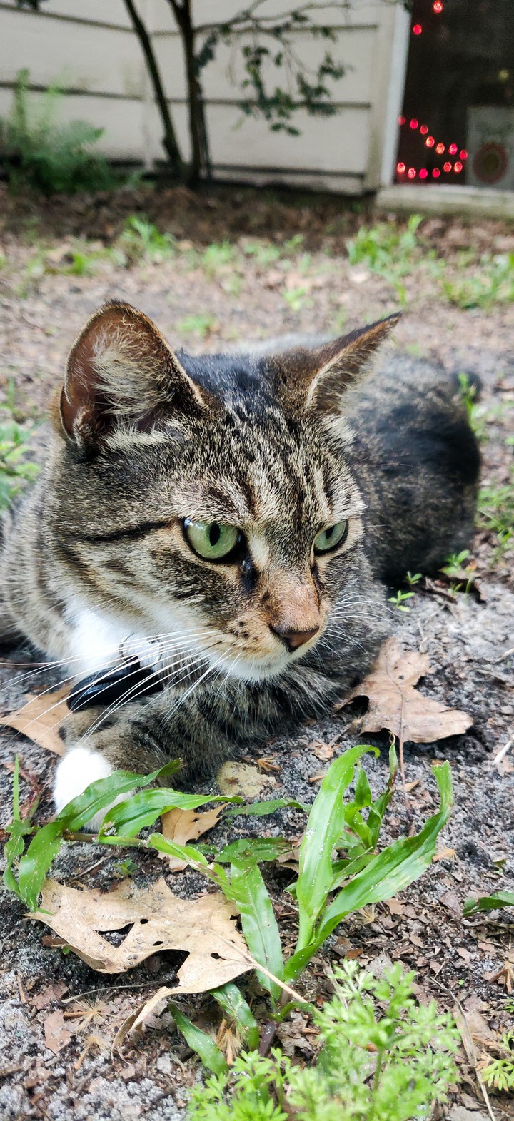 cat