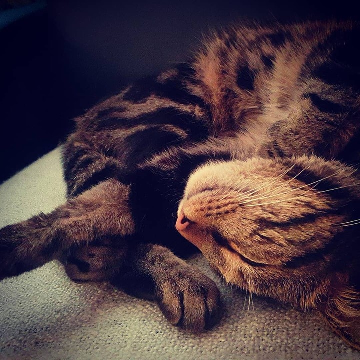 Drako