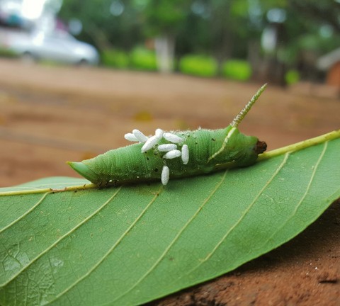 bicho da seda