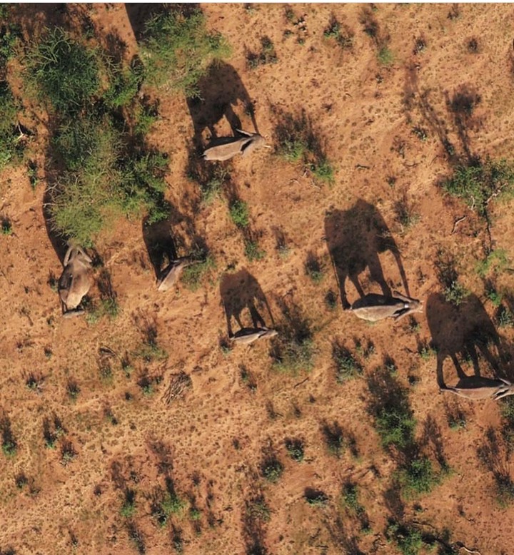 elephants and their shadows