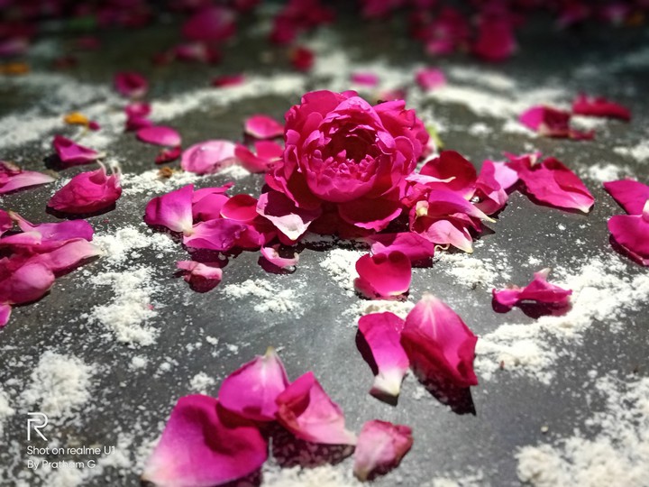 a Rose with dem light