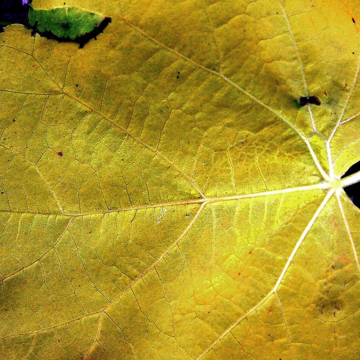 Yellow leave
