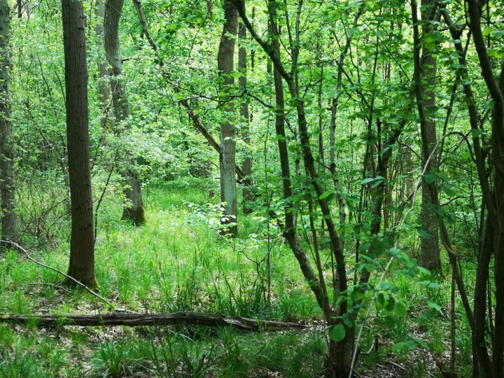 Green Nature