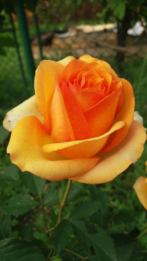 sfondi petal, rose