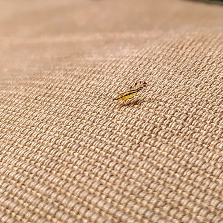 Мошка-креветка :D