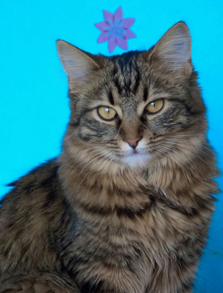 my cat