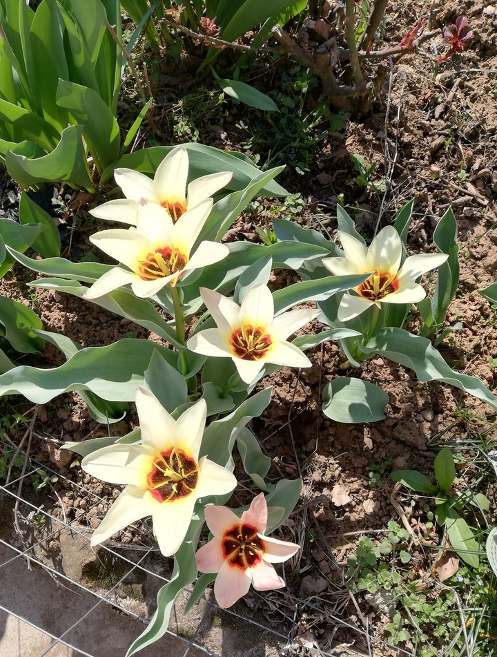 Tulips