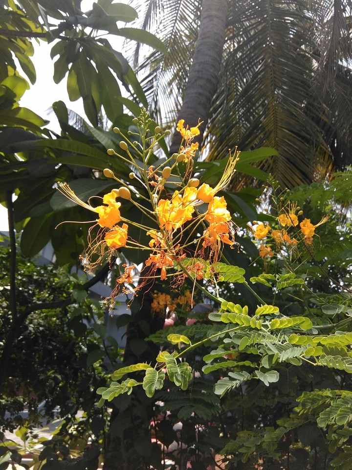 Beautiful flowers