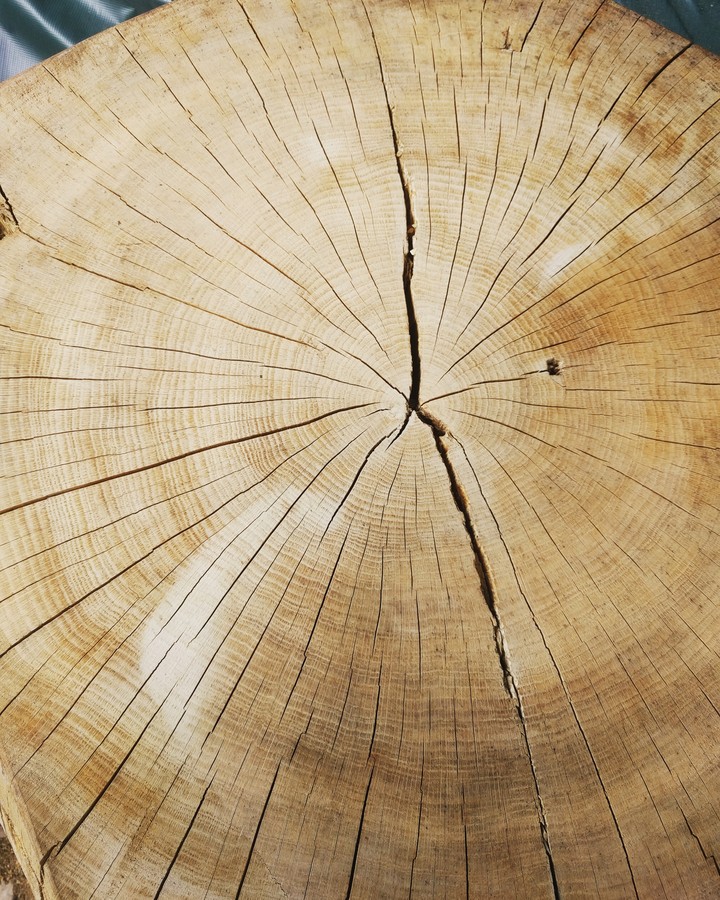 Old Tree