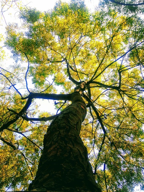 Autumn with Yellow