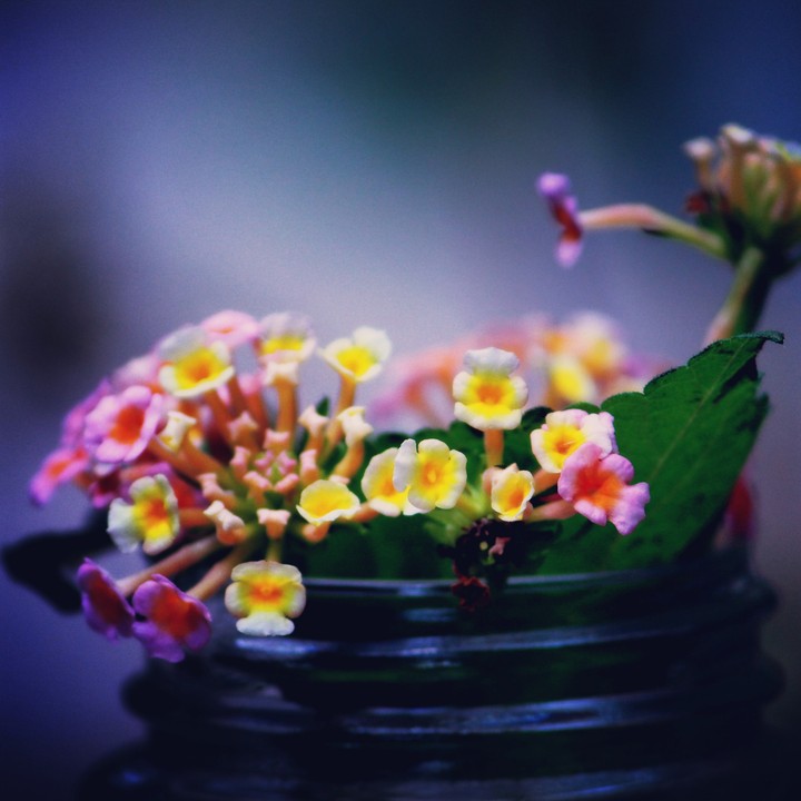 wild flower