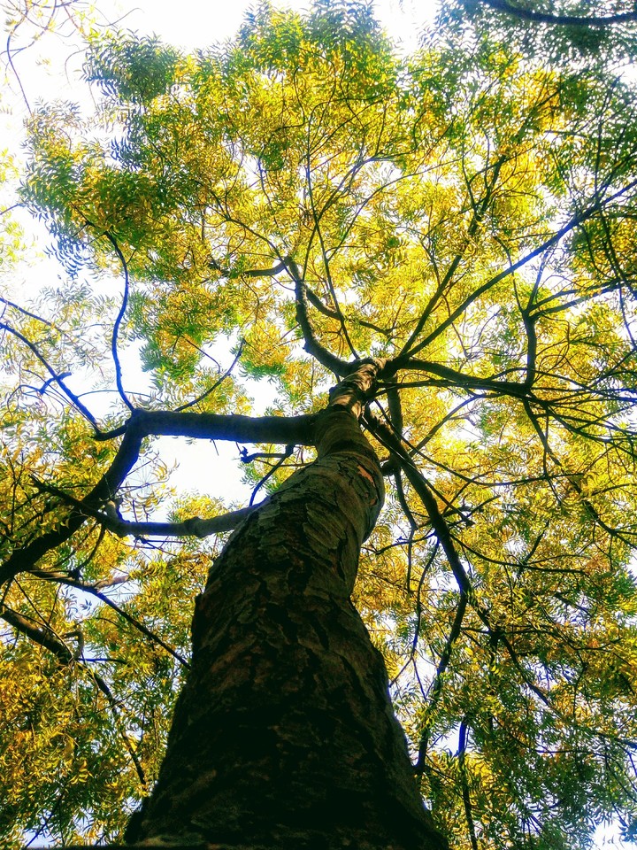 Autumn with Yellow