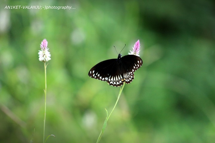 butterfly