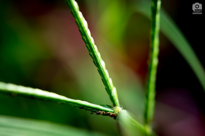 Nature Patterns