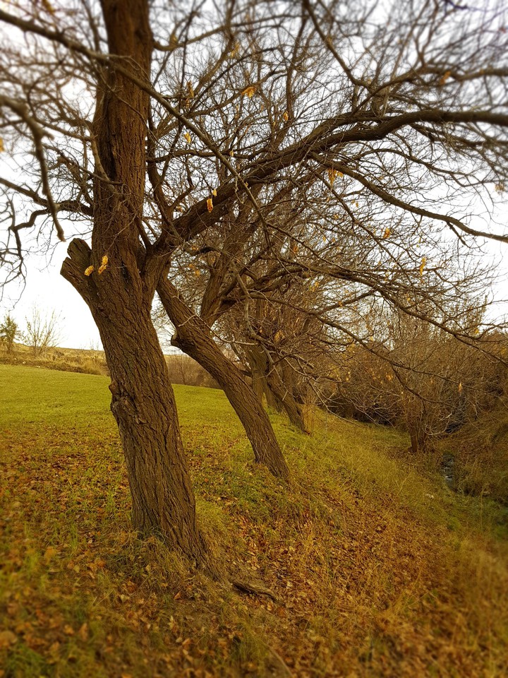 autumn