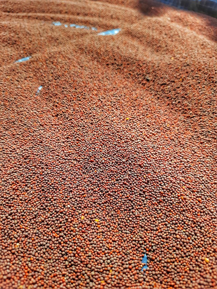 Mustard