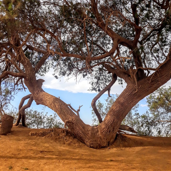 victorious tree