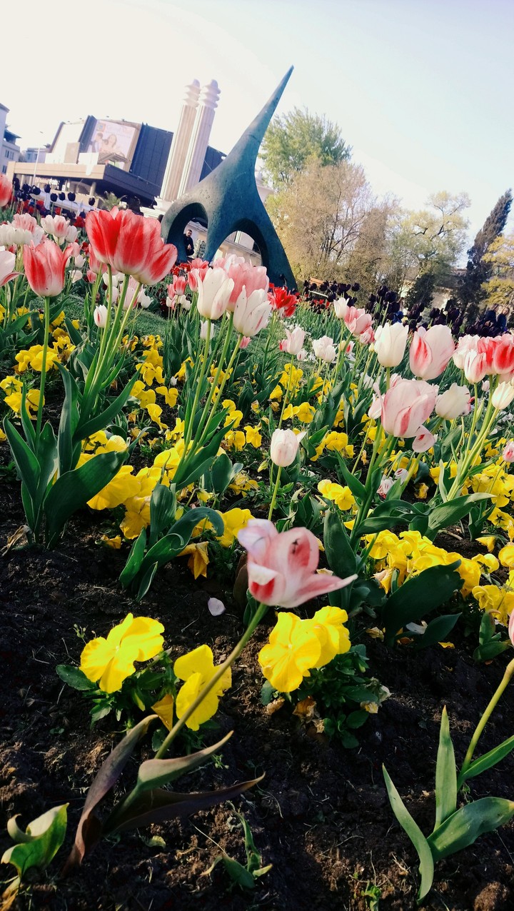 tulip ?