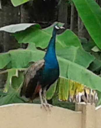 pavo real