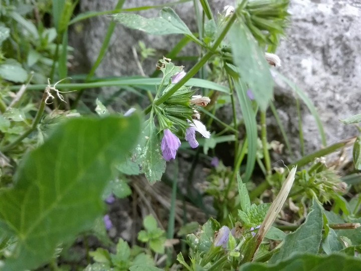 plant