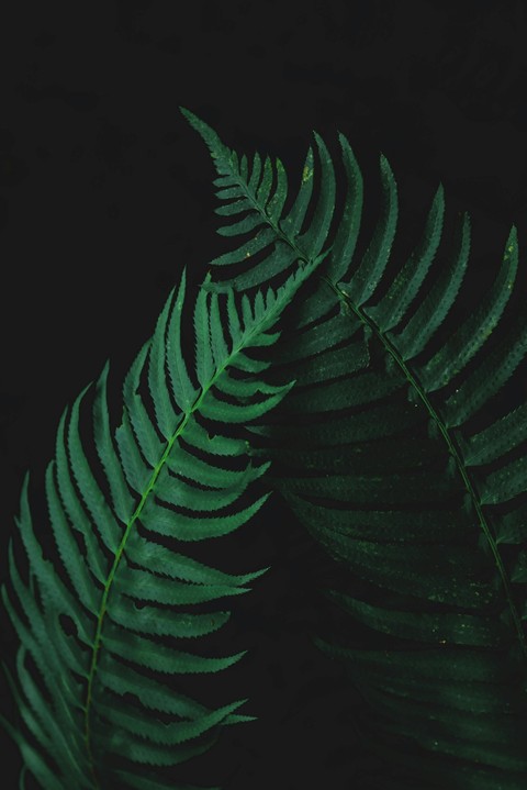 gnetophytes, night duvar kağıtları
