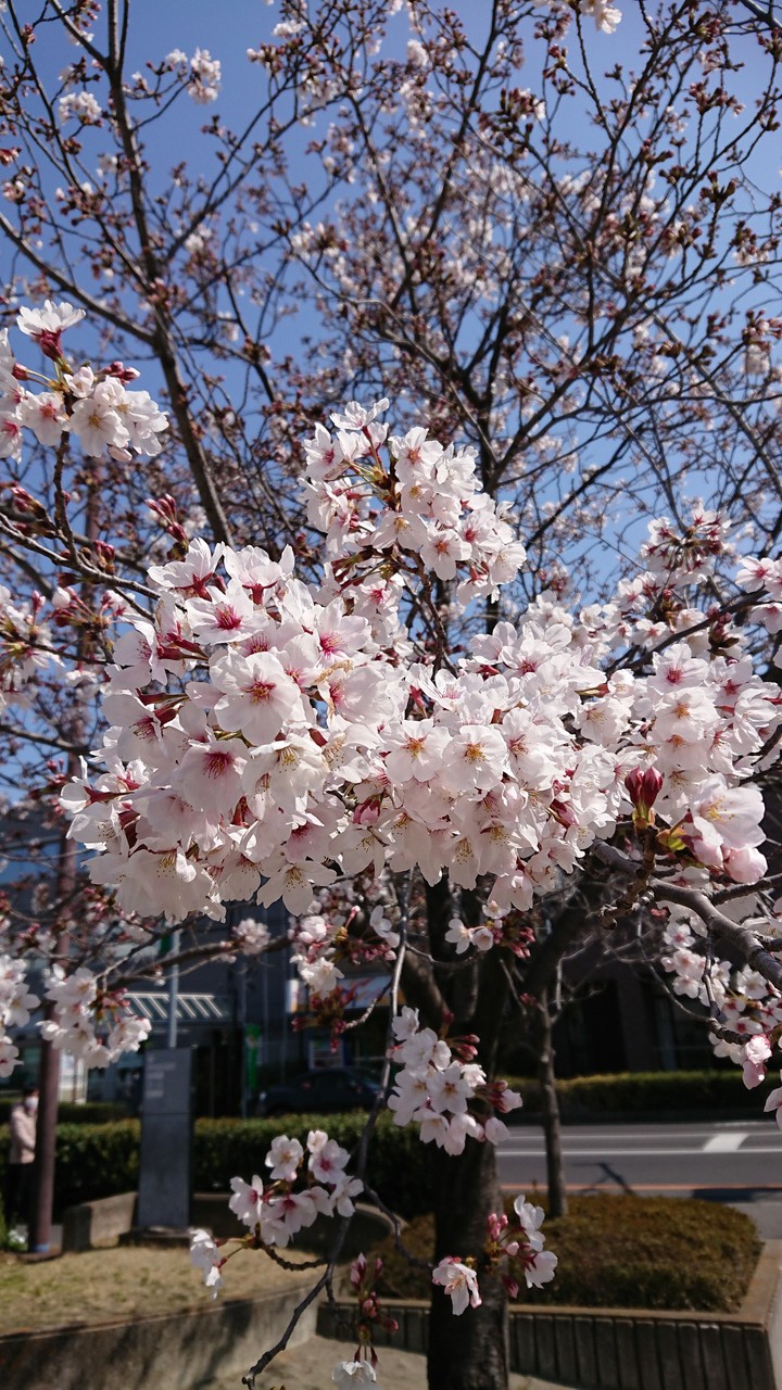桜