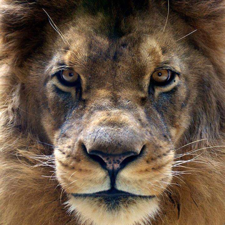 lion