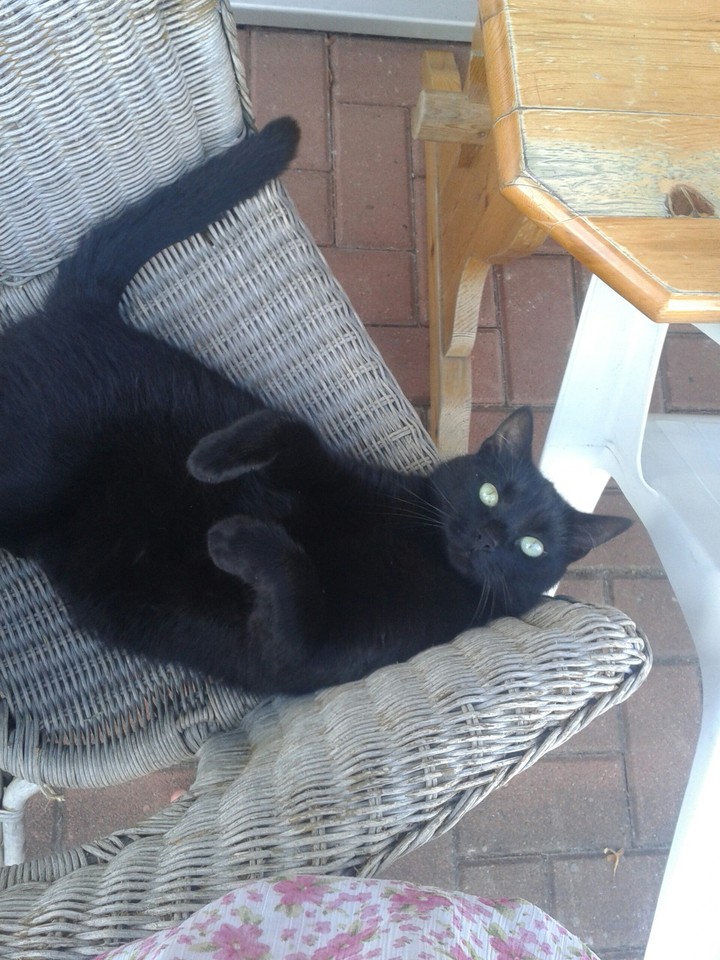 katze