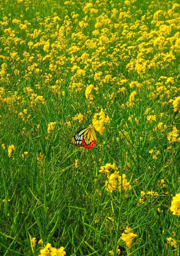 masturd flower
