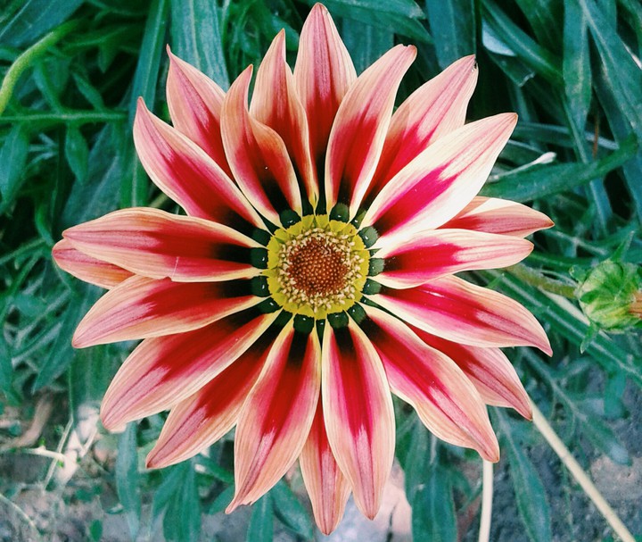 Gazania