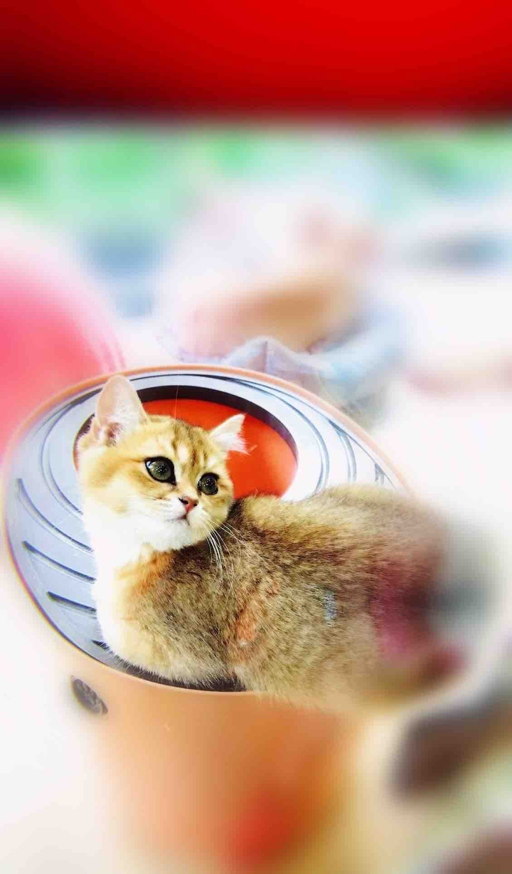Hello, kitty