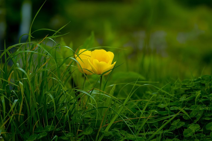 Fleur