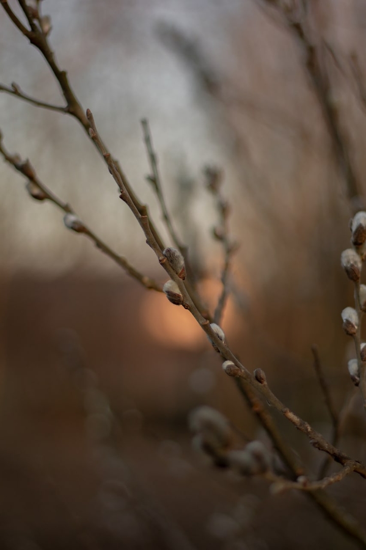 spring