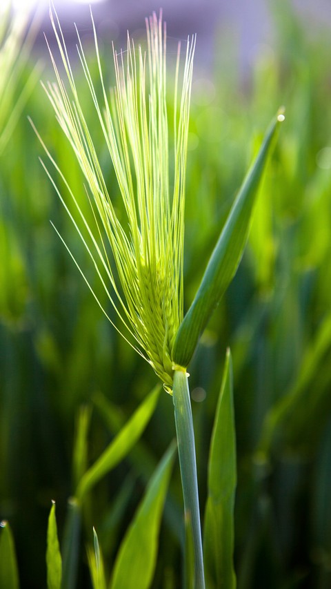 Grass