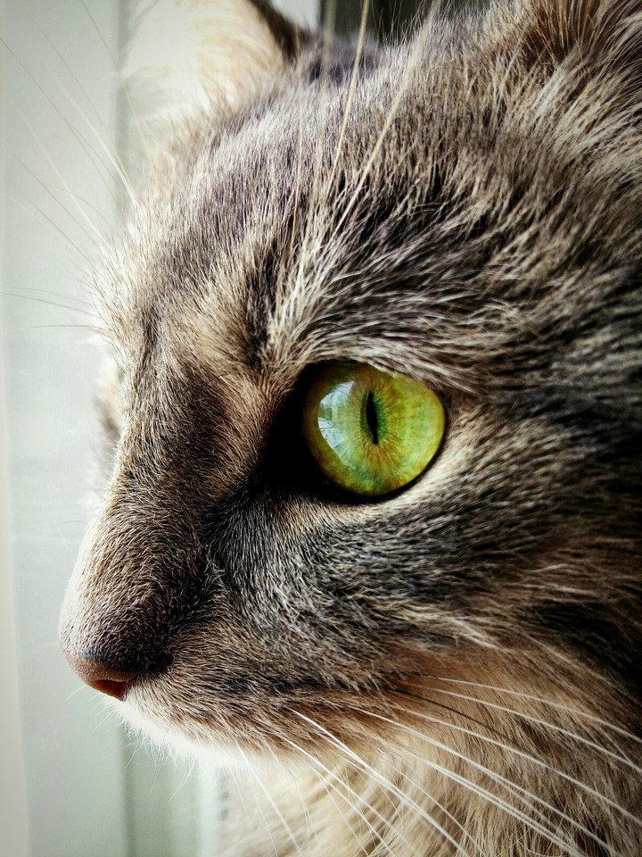 Green eyes