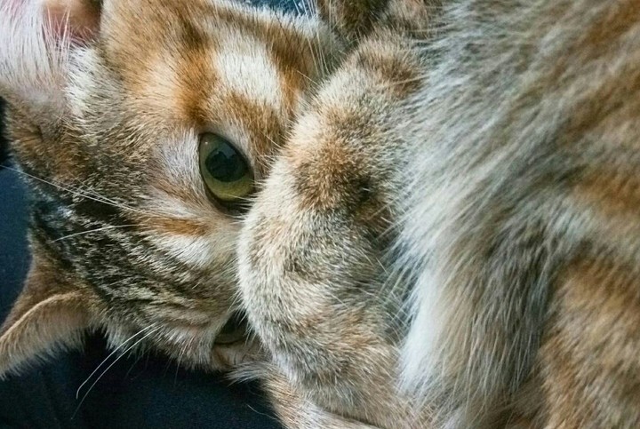 cat