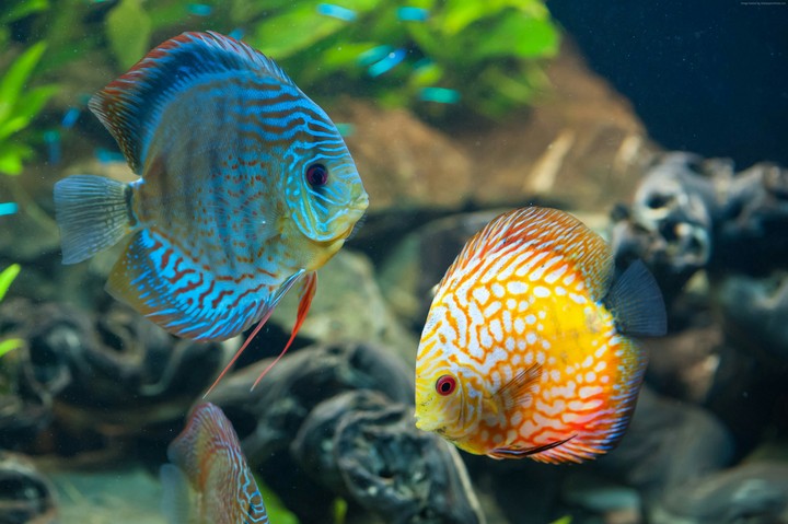 Discus