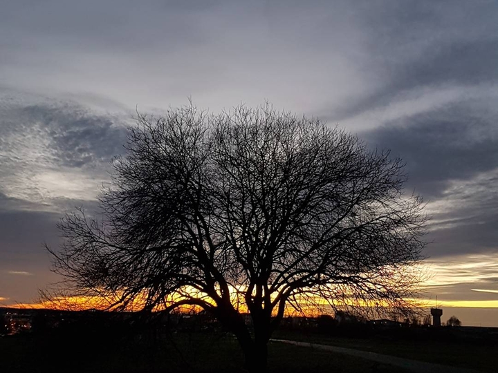 les arbres en sunset